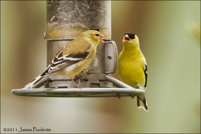 American Goldfinch 