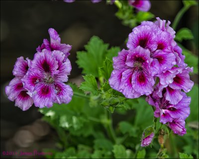 Martha Washington Geranium