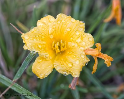 Day Lily