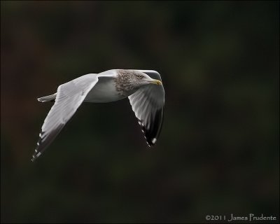 Herring Gull