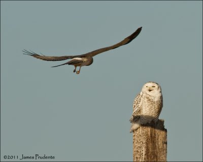 Snowy Owl and Northern Harrier