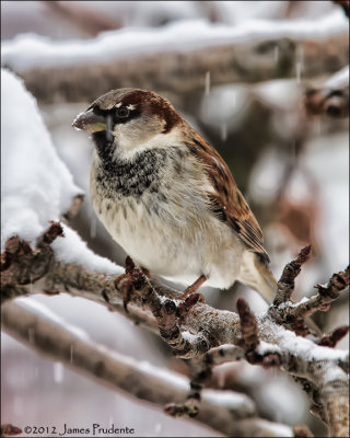 House Sparrow 