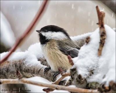 Black-Capped Chickadee