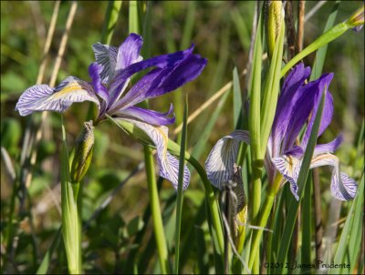Wild Iris 