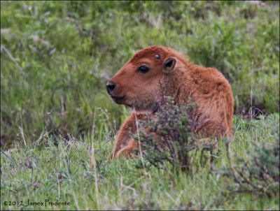 Bison (Red Dog) Calf