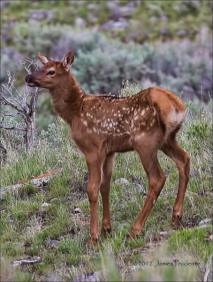 Wapiti Calf