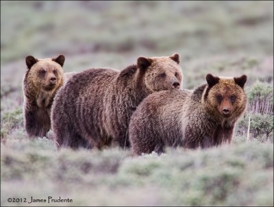 Grizzly Bears