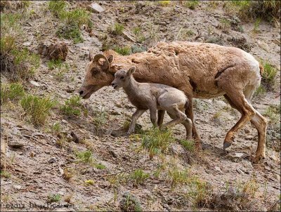 Bighorn Ewe and Lamb