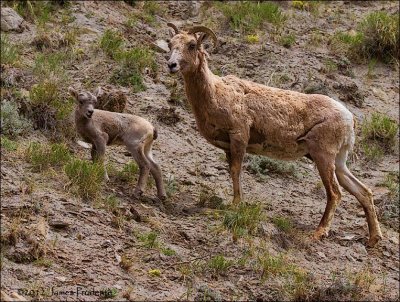 Bighorn Ewe and Lamb