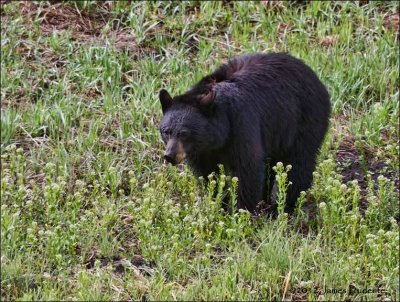 Black Bear