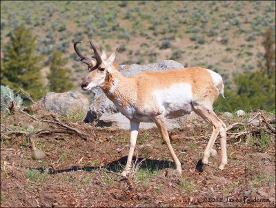 American Pronghorn