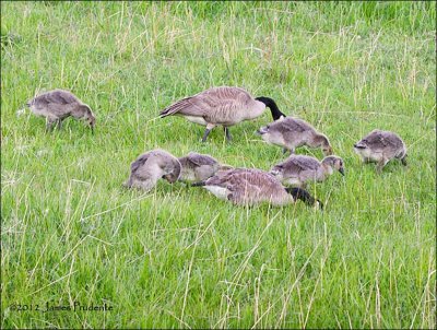 Canada Geese with 6 goslings