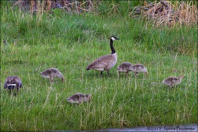 Canada Geese with 5 goslings