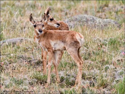 American Pronghorn Kids