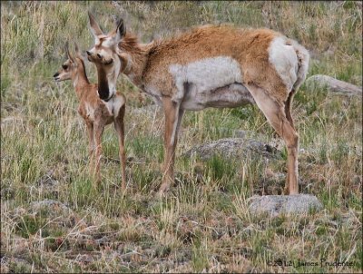 American Pronghorn Doe and Kid