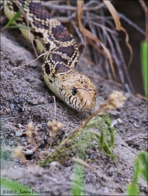 Gopher Snake