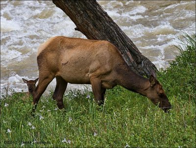 Wapiti Cow Calf