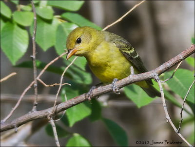 Tanagers and Orioles