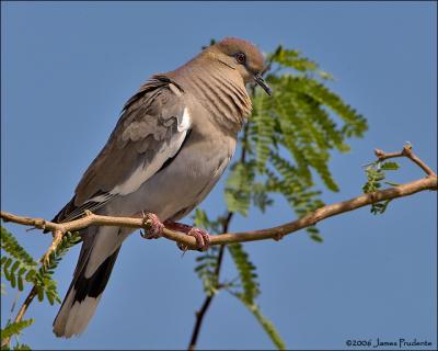 White-winged Dove