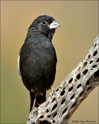 Lark Bunting