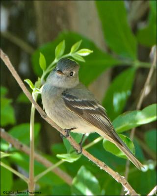 Western Wood-Pewee