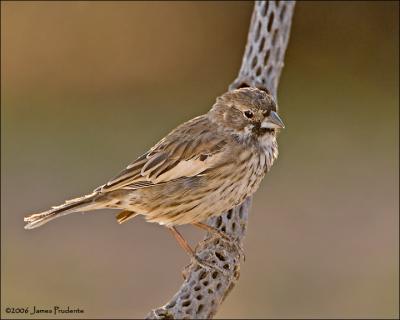 Lark Bunting