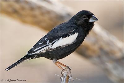Lark Bunting