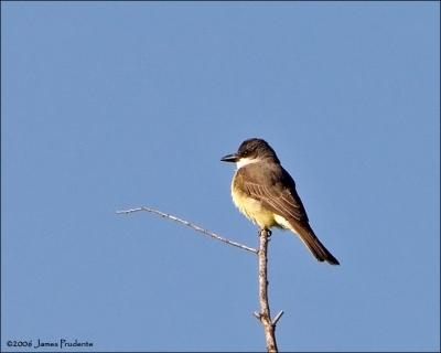 Thick-billed Kingbird