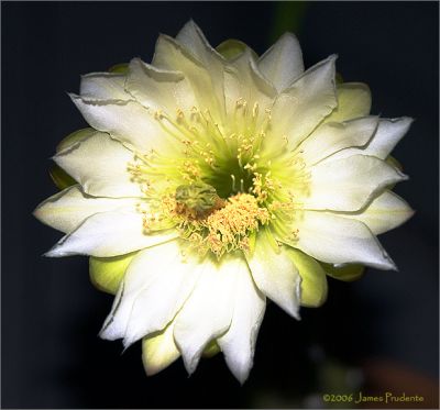 Night Blooming Cactus