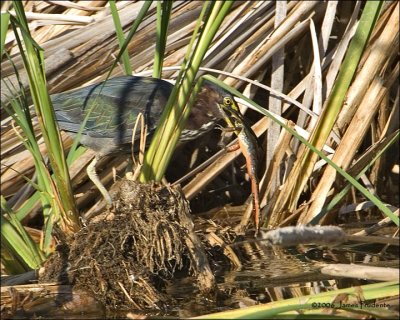 Green Heron