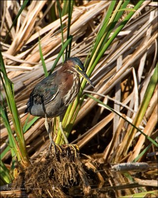 Green Heron