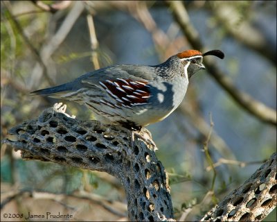 Gambel's Quail