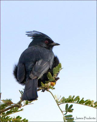 Phainopepla