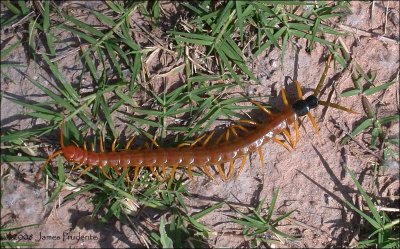 Giant Red-headed Centipede