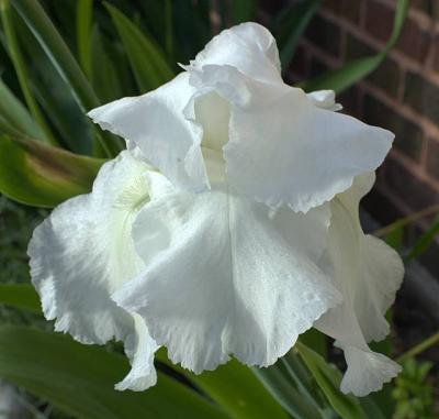 White Iris as big as my fist!