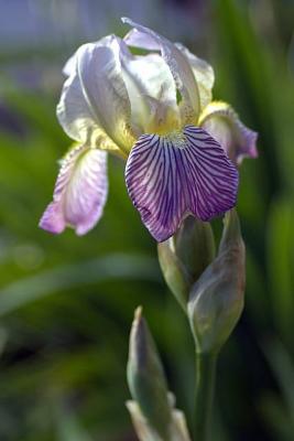One of MANY irises