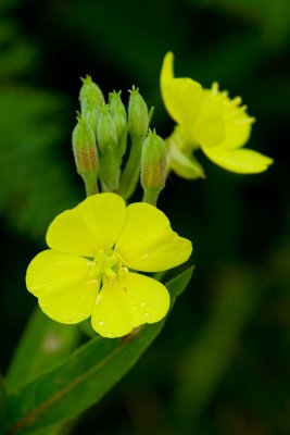 Morning Dew on Yellow
