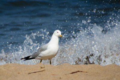 Gull on Lake Superior