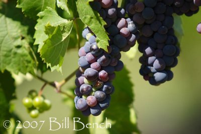 grapes on the vine_1172 copy.jpg