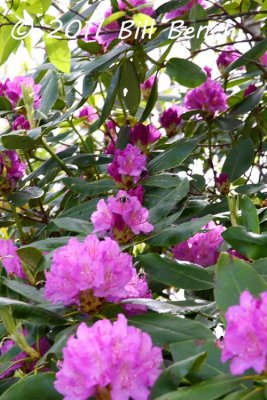 Rhododendron _5128 copy.jpg