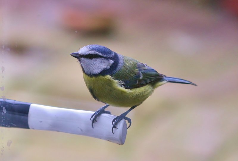 Blue Tit seeking entry.