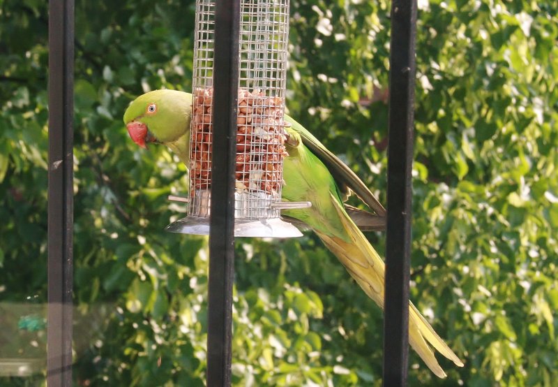 Parrot in Putney