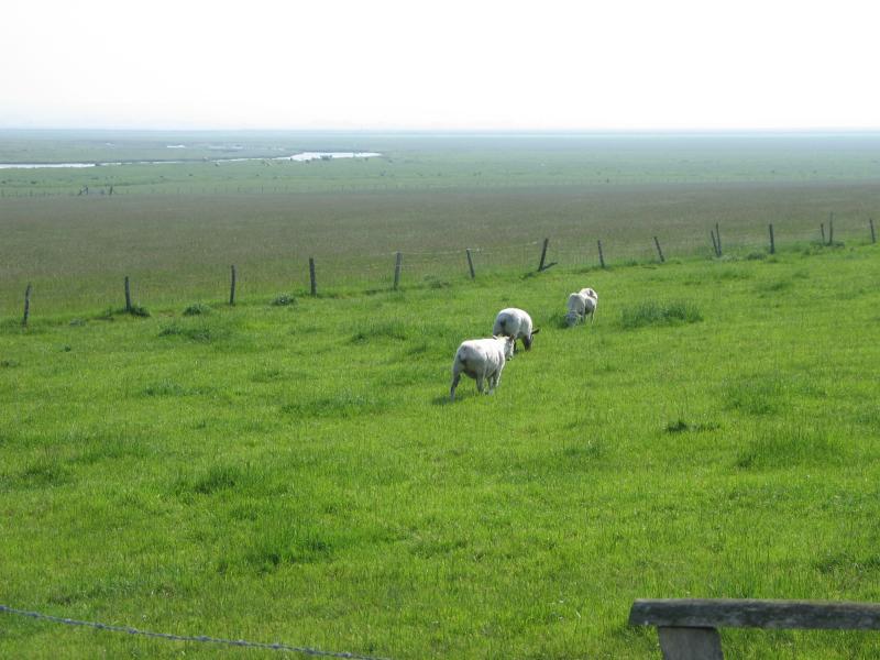 Sheep, hardly surprising on the Isle of Sheppey.