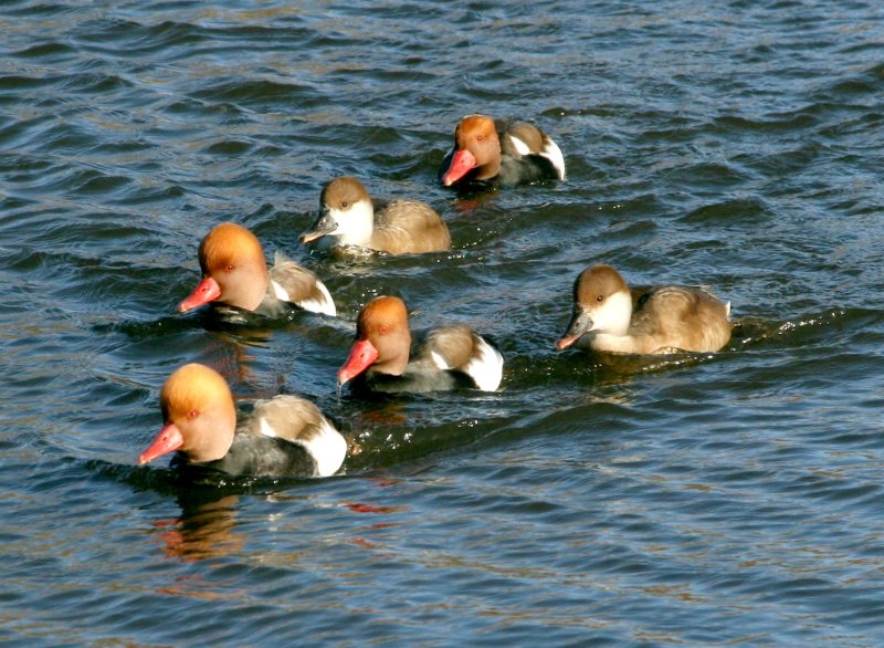 Red Crested Pochards