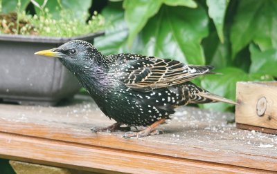 Starling checks me out.
