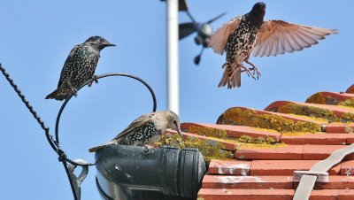 Drinking from a blocked gutter.