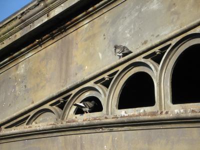 Rock Doves living under bridge.