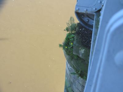 Plants on pier.