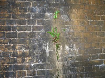 Plants growing in a crack in the pier.