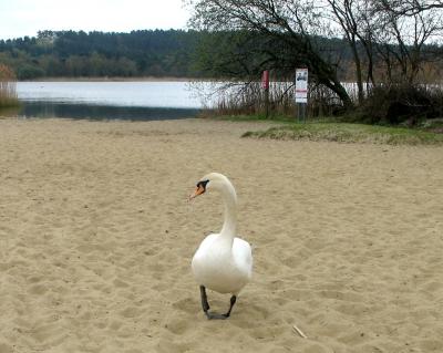 Pigeon toed swan,